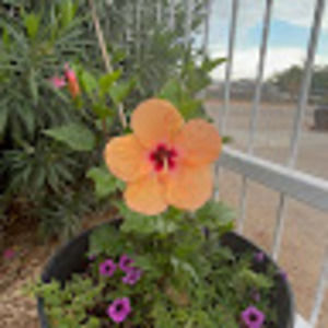 Meet your Posher, Marlene